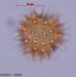 Bidens andicola - lame n° 29027